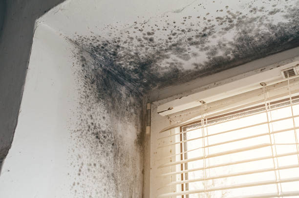 Affordable Basement Mold Removal solutions in Grantville, GA